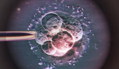 爱之晶：试管婴儿必须移植囊胚吗？
